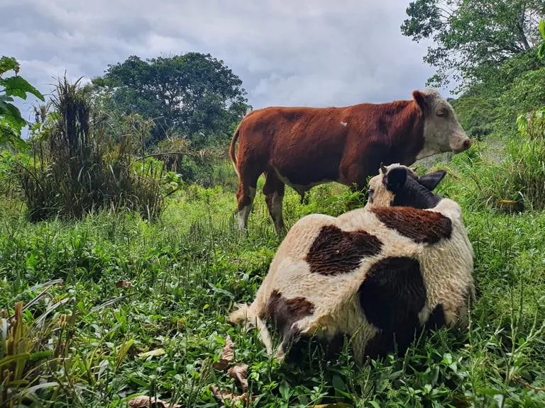 De Alto Mayo vallei in San Martín, Peru — het werkgebied van Missie Perú